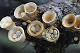 Crucibulum laeve 2
