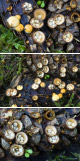 Crucibulum laeve Artxibo