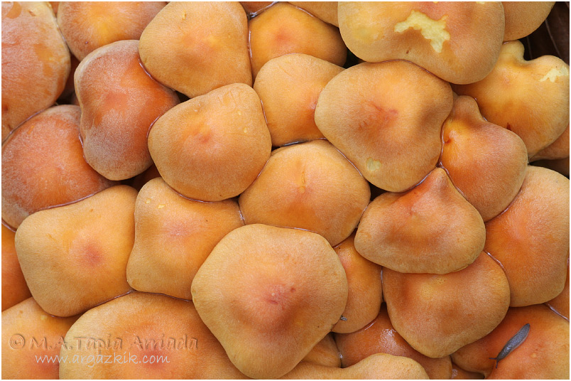 Hypholoma fasciculare