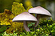Lepista sordida 1