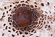 Macrolepiota procera 1