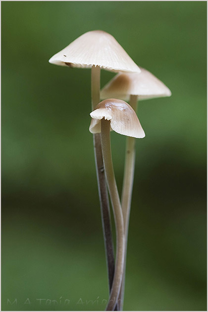 Marasmius alliaceus 1