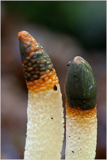 Mutinus caninus 2