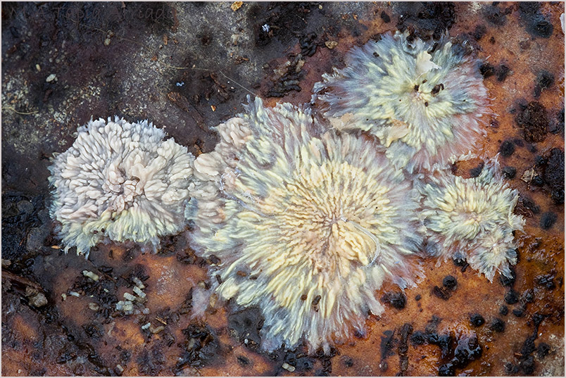 Phlebia radiata 1