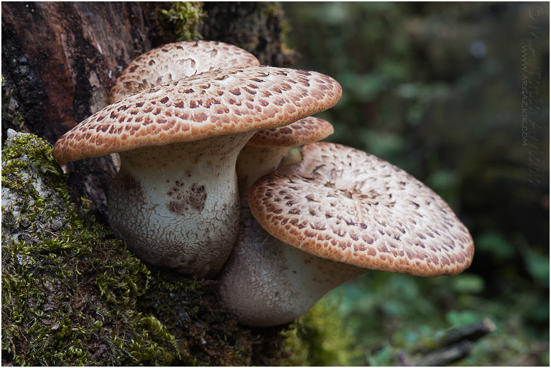 Polyporus squamosus