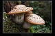 Polyporus squamosus