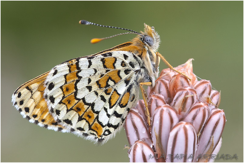 Melitaea cinxia 2