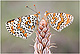Melitaea cinxia 1