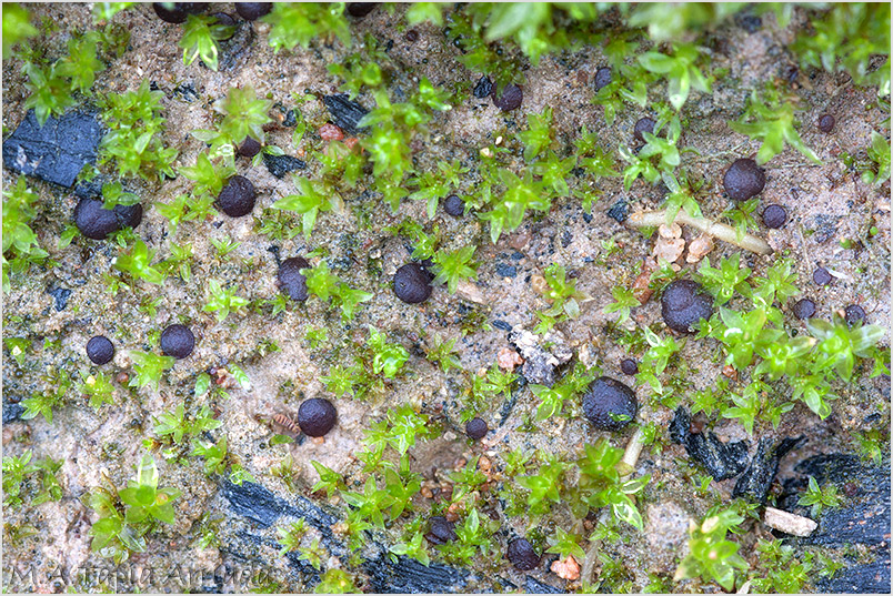 Ascobolus pusillus photo 1