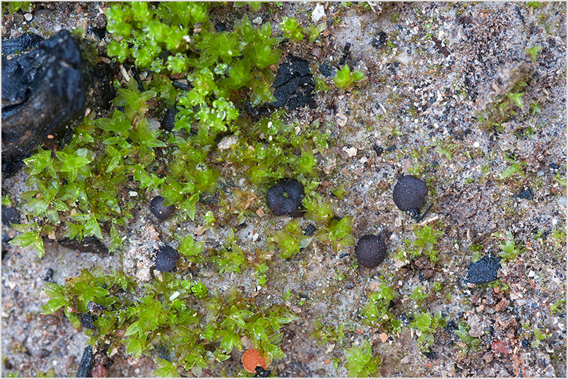 Ascobolus pusillus photo 2