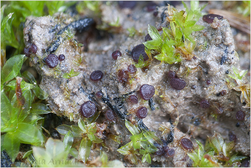 Ascobolus pusillus photo 3