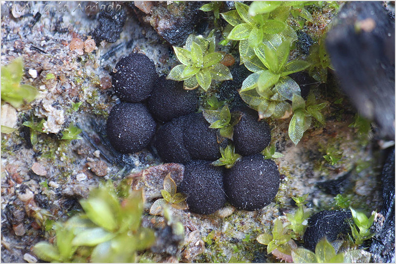 Ascobolus pusillus photo 4