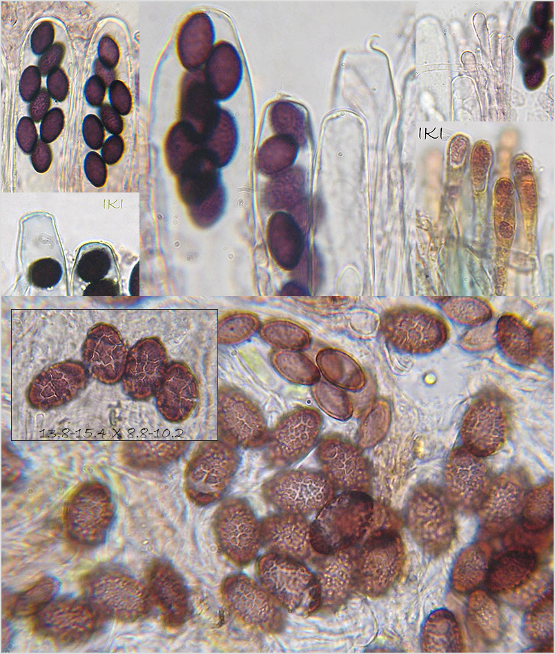 Ascobolus pusillus photo 5