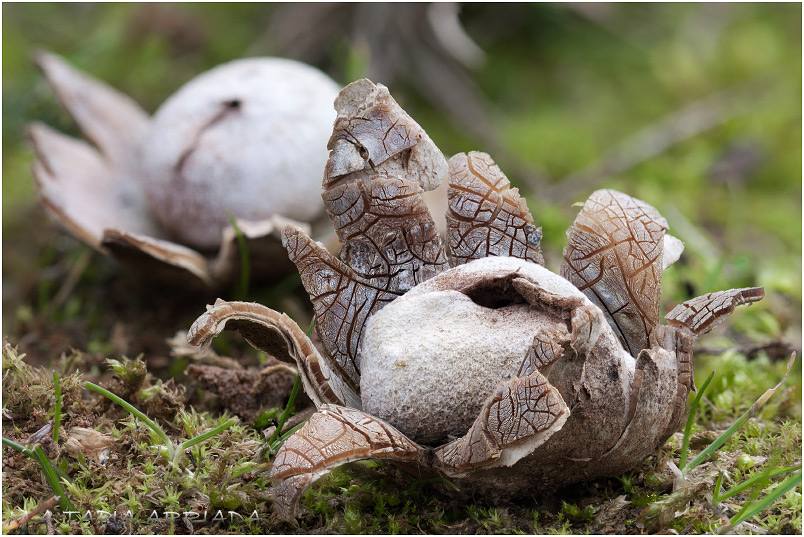 Astraeus hygrometricus photo 1