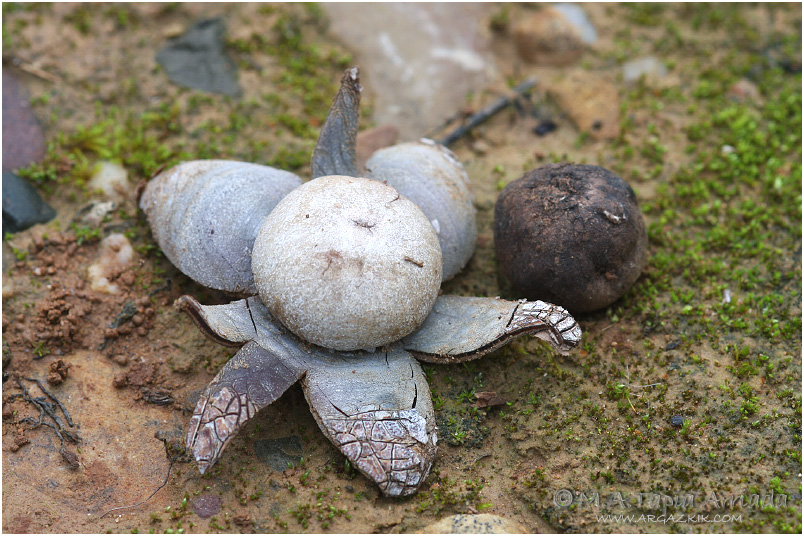 Astraeus hygrometricus photo 2