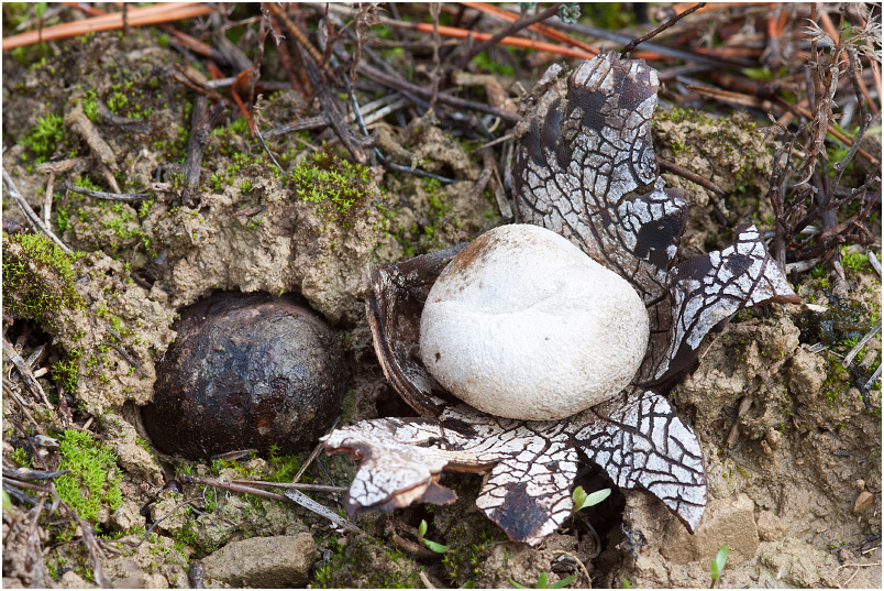 Astraeus hygrometricus photo 3