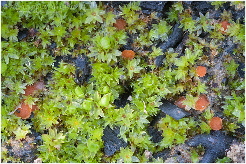 Lamprospora carbonicola photo 1