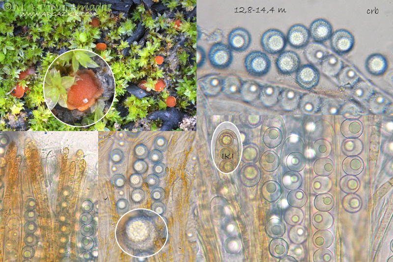 Lamprospora carbonicola photo 2