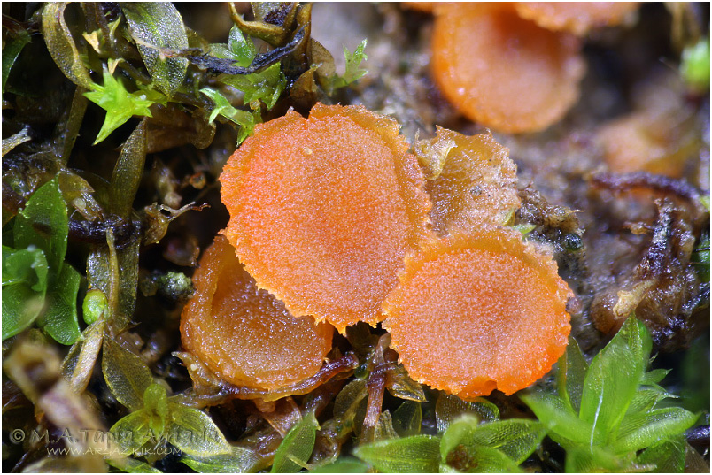 Lamprospora carbonicola photo 3