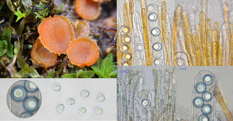 Lamprospora carbonicola photo 4