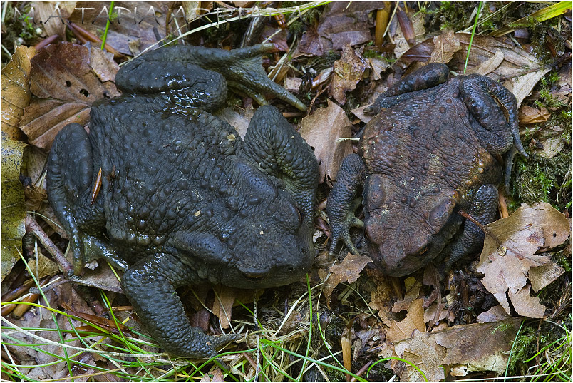 Bufo bufo photo 1
