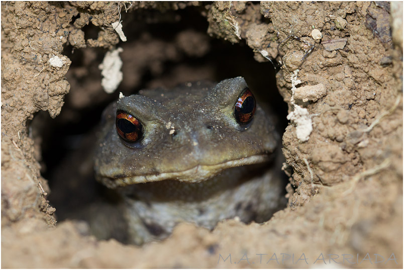Bufo bufo photo 2