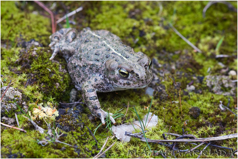 Bufo calamita photo 1