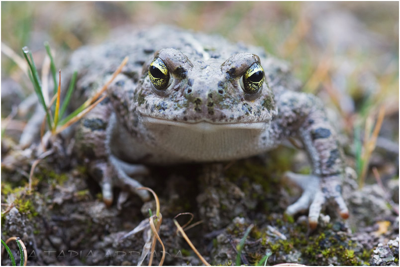Bufo calamita photo 3