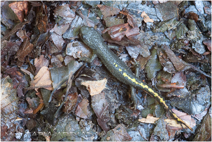 Euproctus asper photo 1