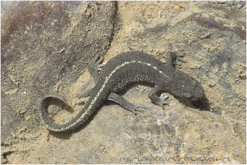 Euproctus asper photo 3