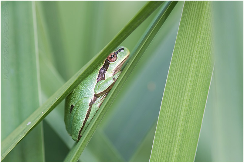 Hyla arborea photo 1