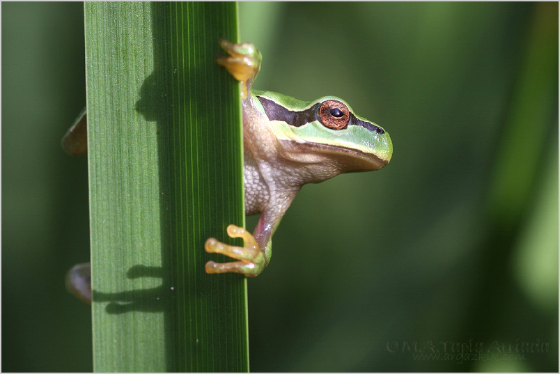 Hyla arborea photo 3
