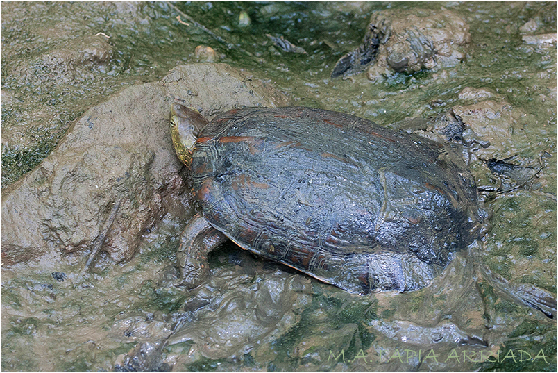 Mauremys leprosa Photo