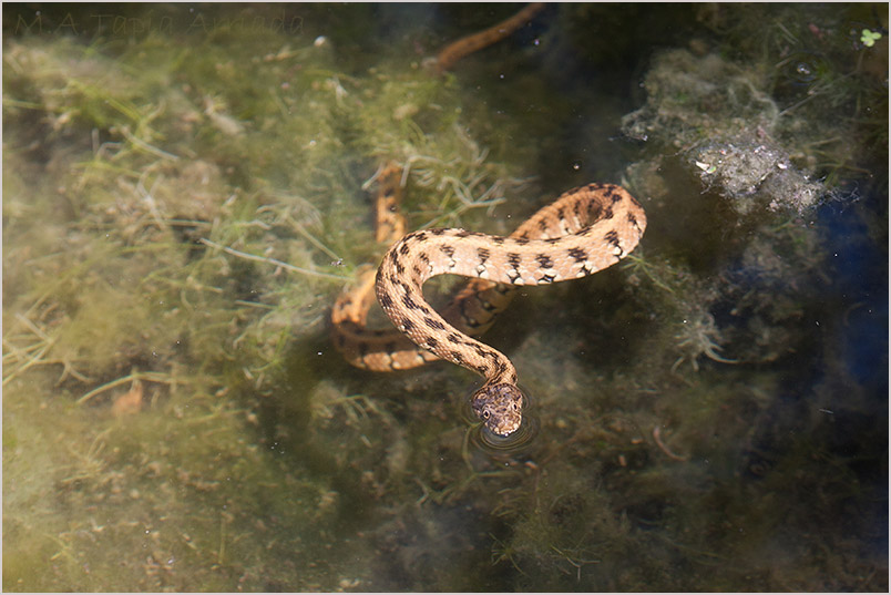 Natrix maura 2