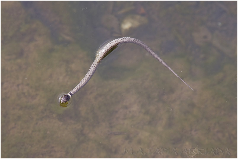 Natrix natrix 1