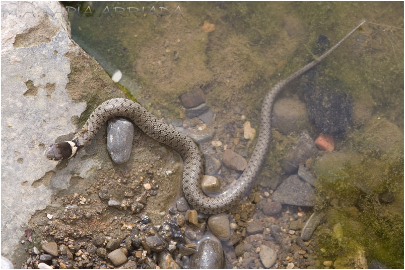 Natrix natrix 3