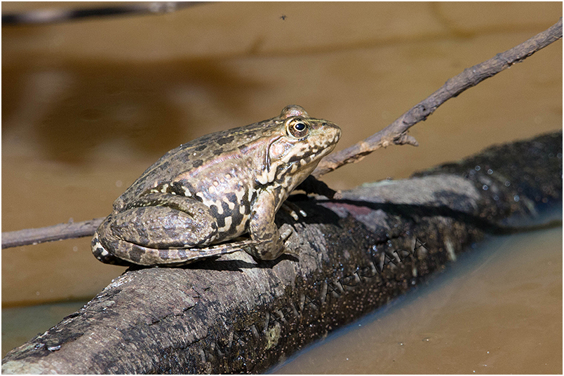 Pelophylax ridibundus 1 photo
