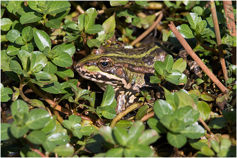 Pelophylax ridibundus 2 photo
