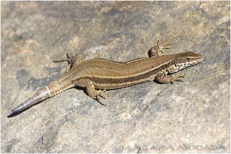 Podarcis muralis 1