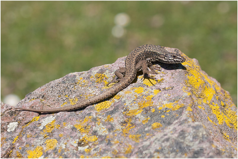 Podarcis muralis 2