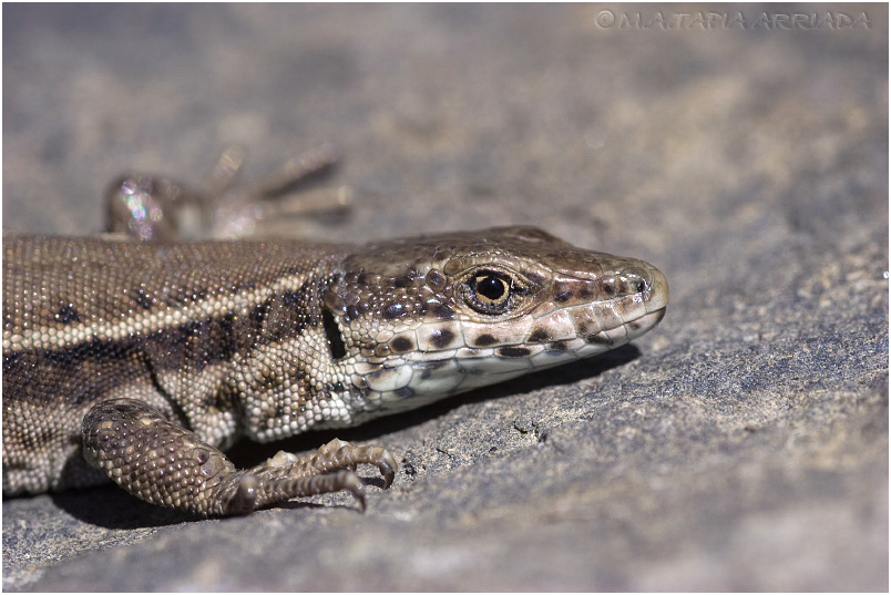 Podarcis muralis 3