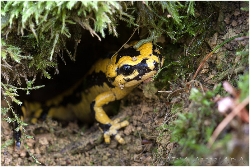 Salamandra salamandra 1