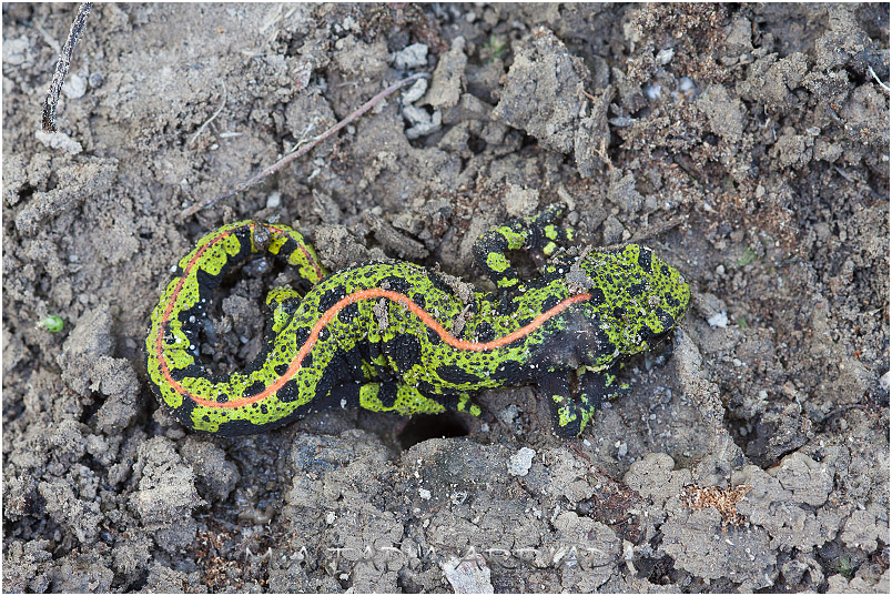 Triturus marmoratus 1
