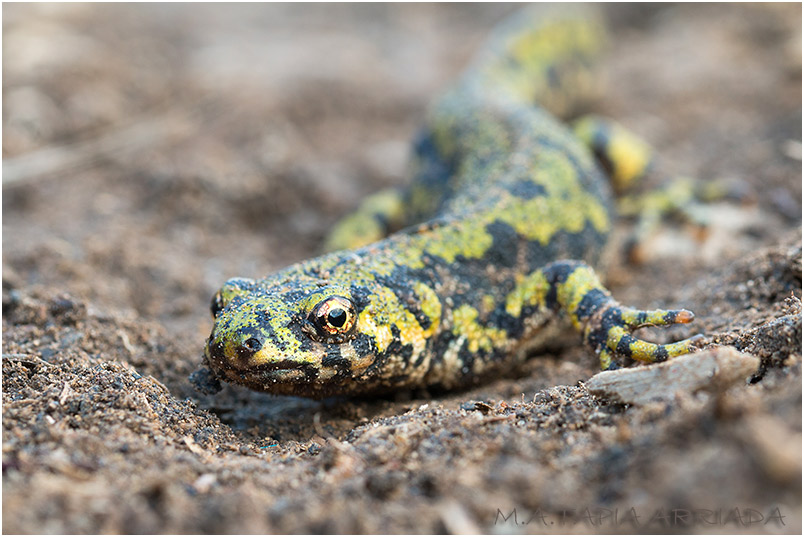 Triturus marmoratus 2 photo