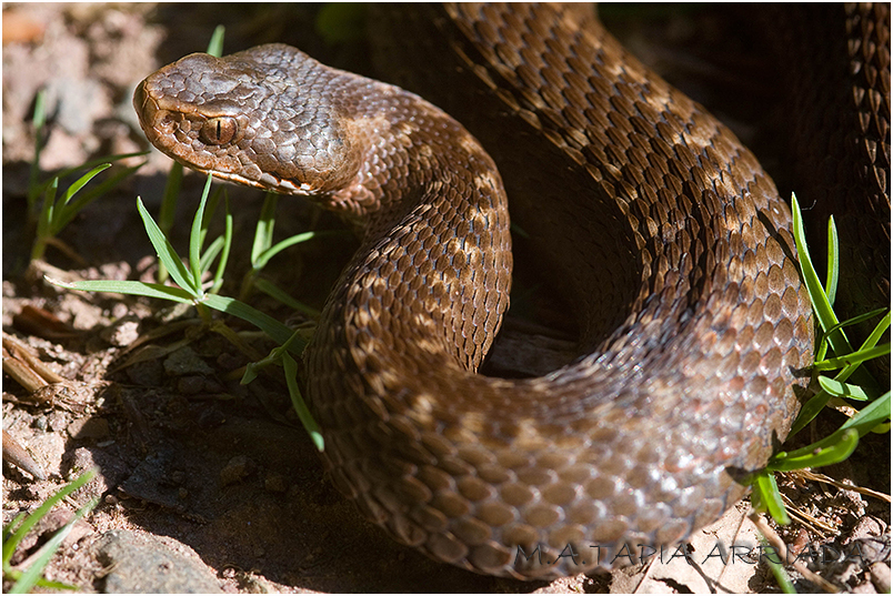Vipera seoanei 1 photo