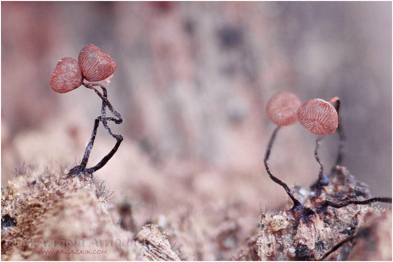 Cribraria cancellata picture 1