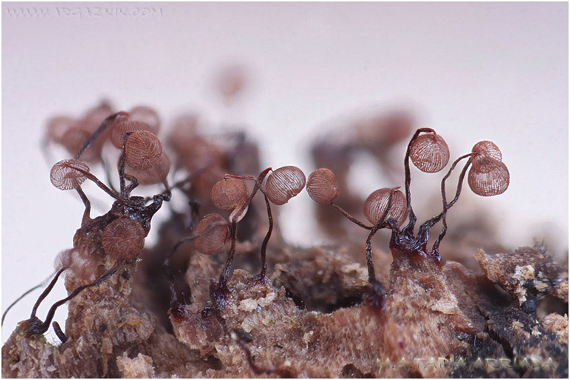 Cribraria cancellata picture 2