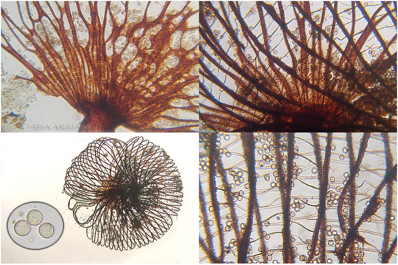 Cribraria cancellata picture 4