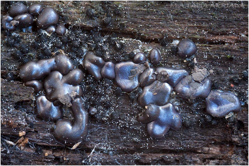 Dianema depressum picture 1