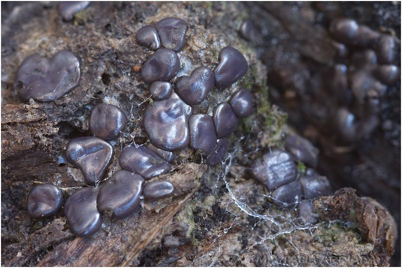 Dianema depressum picture 2